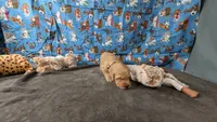 Otto, a male Golden Retriever for sale in West Plains, MO – 2 of 7