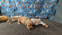 Boomer, a male Golden Retriever for sale in West Plains, MO – 1 of 7