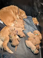 Otto, a male Golden Retriever for sale in West Plains, MO – 5 of 7