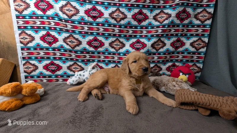 Raye – Golden Retriever puppy for sale in West Plains, MO