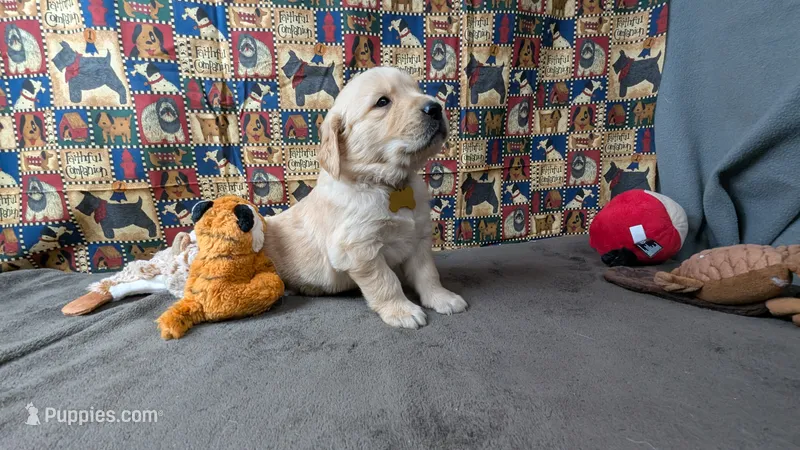 Cash – Golden Retriever puppy on hold in West Plains, MO
