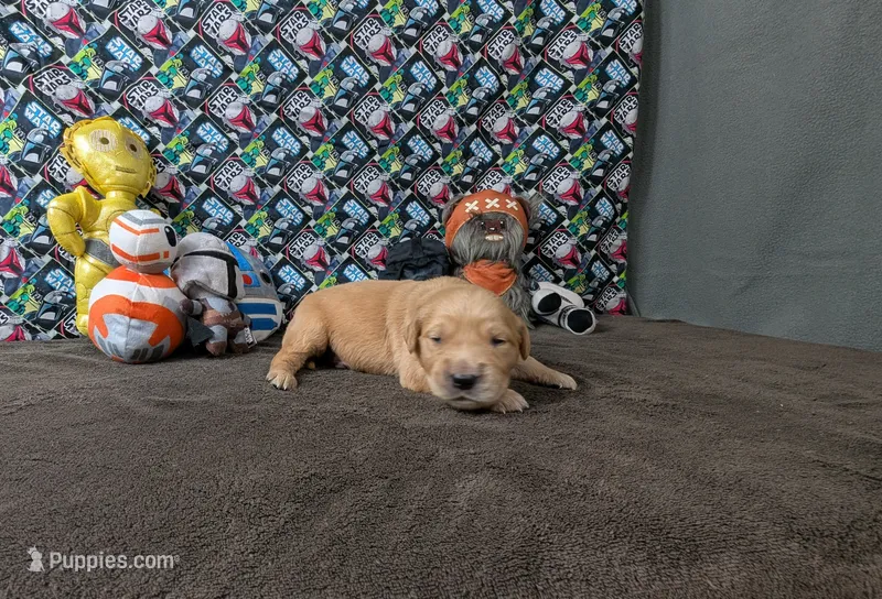 Merlin – Golden Retriever puppy for sale in West Plains, MO