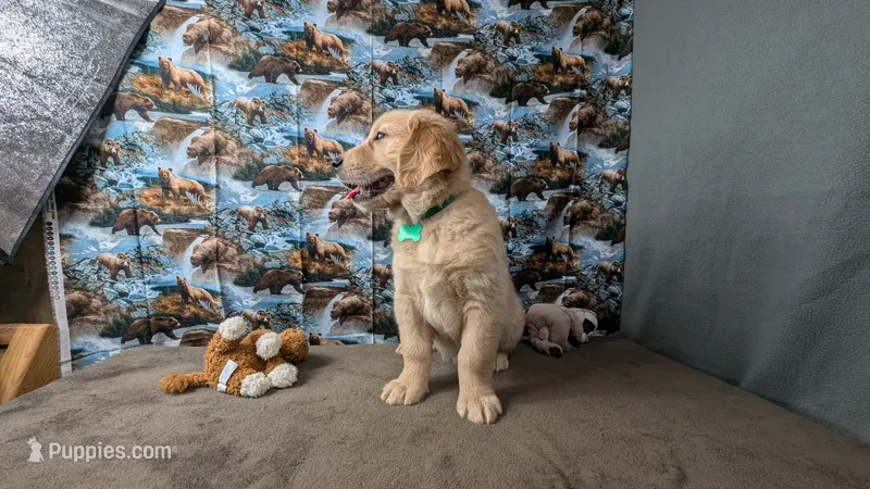 Luke – Golden Retriever puppy for sale in West Plains, MO