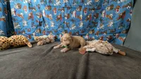Charley, a male Golden Retriever for sale in West Plains, MO – 2 of 7