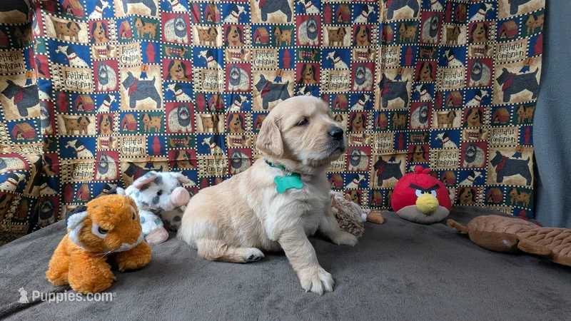 Luke – Golden Retriever puppy for sale in West Plains, MO