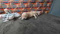 Cash, a male Golden Retriever for sale in West Plains, MO – 1 of 7