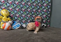 Lola, a female Golden Retriever for sale in West Plains, MO – 3 of 8
