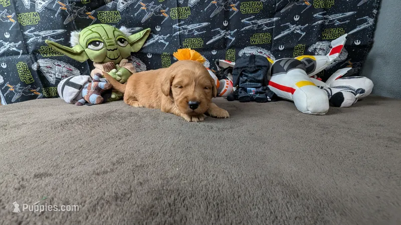 Poppy – Golden Retriever puppy for sale in West Plains, MO