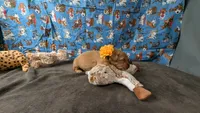 Poppy, a female Golden Retriever for sale in West Plains, MO – 3 of 7