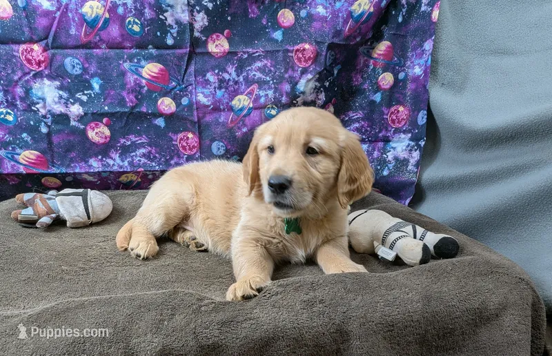 Luke – Golden Retriever puppy for sale in West Plains, MO
