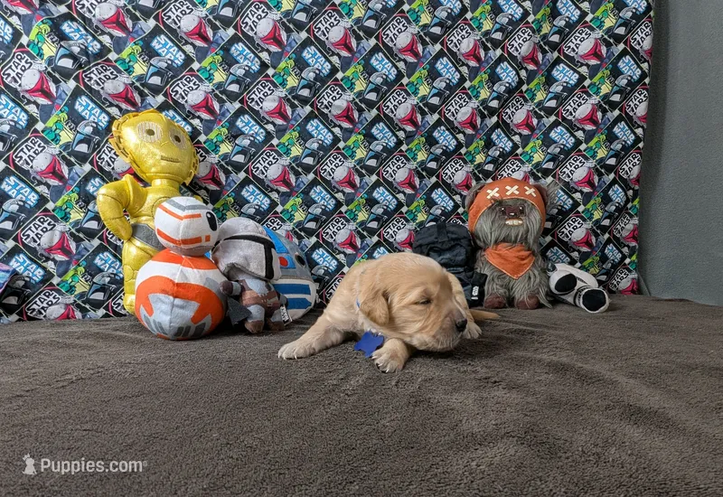 Cosmo  – Golden Retriever puppy for sale in West Plains, MO
