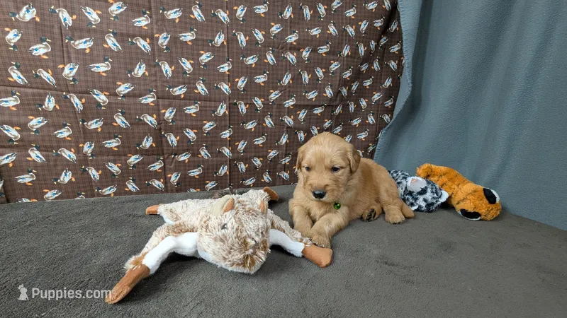 Boomer – Golden Retriever puppy for sale in West Plains, MO