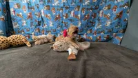 Tulip, a female Golden Retriever for sale in West Plains, MO – 2 of 7