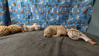 Billy, a male Golden Retriever for sale in West Plains, MO – 3 of 7