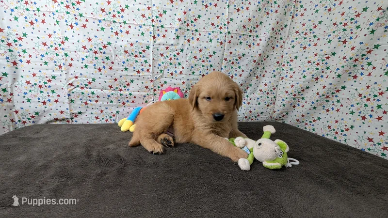 Boomer – Golden Retriever puppy for sale in West Plains, MO