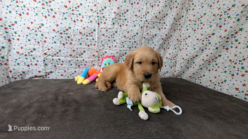 Boomer – Golden Retriever puppy for sale in West Plains, MO