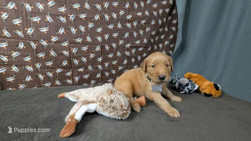 Otto – Golden Retriever puppy for sale in West Plains, MO