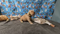 Raye, a male Golden Retriever for sale in West Plains, MO – 2 of 7