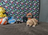 Yogi, a male Golden Retriever for sale in West Plains, MO – 5 of 8
