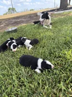 Bingo, a male Border Collie for sale in Karnes City, TX – 6 of 7