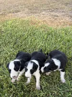 Bingo, a male Border Collie for sale in Karnes City, TX – 7 of 7