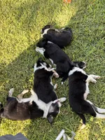Bingo, a male Border Collie for sale in Karnes City, TX – 5 of 7