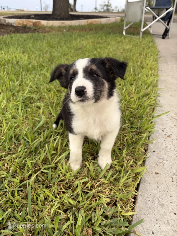 Bingo – Border Collie puppy for sale in Karnes City, TX