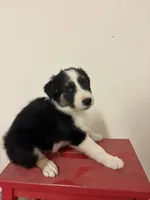 Bingo, a male Border Collie for sale in Karnes City, TX – 2 of 7