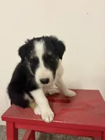 Bingo, a male Border Collie for sale in Karnes City, TX – 3 of 7