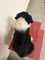 Bingo, a male Border Collie for sale in Karnes City, TX – 4 of 7