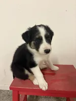 Bingo, a male Border Collie for sale in Karnes City, TX – 1 of 7