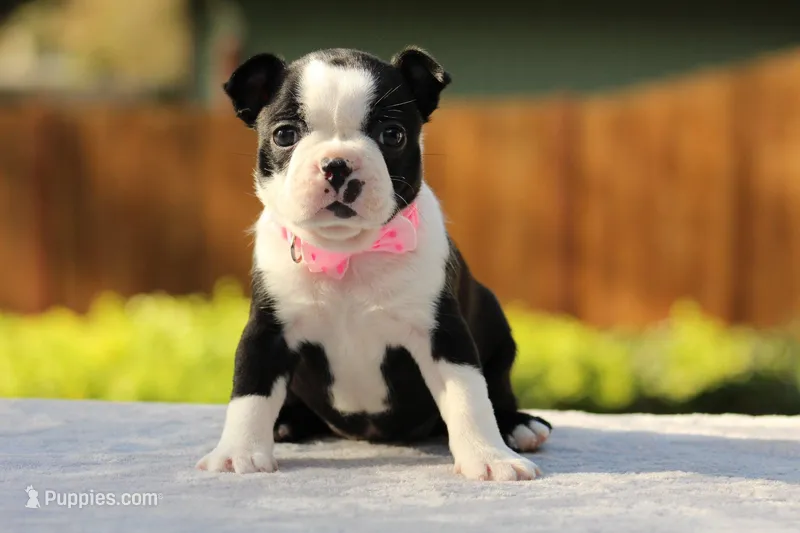 Luna – Boston Terrier puppy for sale in Puyallup, WA