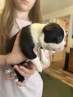 Luna, a female Boston Terrier for sale in Puyallup, WA – Photo 4 of 5