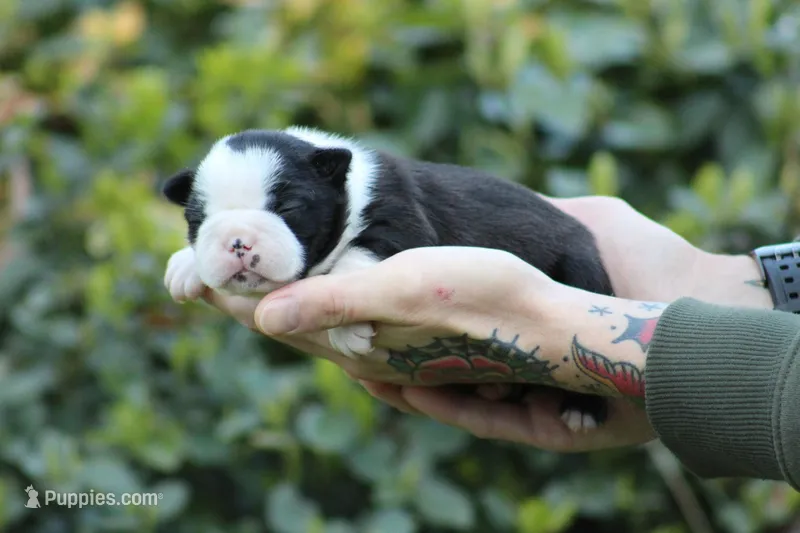Luna – Boston Terrier puppy for sale in Puyallup, WA