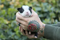 Luna, a female Boston Terrier for sale in Puyallup, WA – Photo 2 of 5