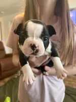 Luna, a female Boston Terrier for sale in Puyallup, WA – Photo 3 of 5