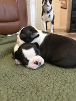 Luna, a female Boston Terrier for sale in Puyallup, WA – Photo 5 of 5