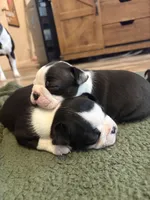 Dottie, a female Boston Terrier for sale in Puyallup, WA – Photo 6 of 7