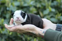 Dottie, a female Boston Terrier for sale in Puyallup, WA – Photo 2 of 7
