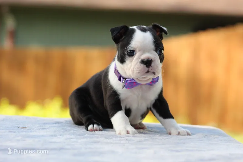 Dottie – Boston Terrier puppy for sale in Puyallup, WA