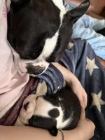 Dottie, a female Boston Terrier for sale in Puyallup, WA – Photo 7 of 7