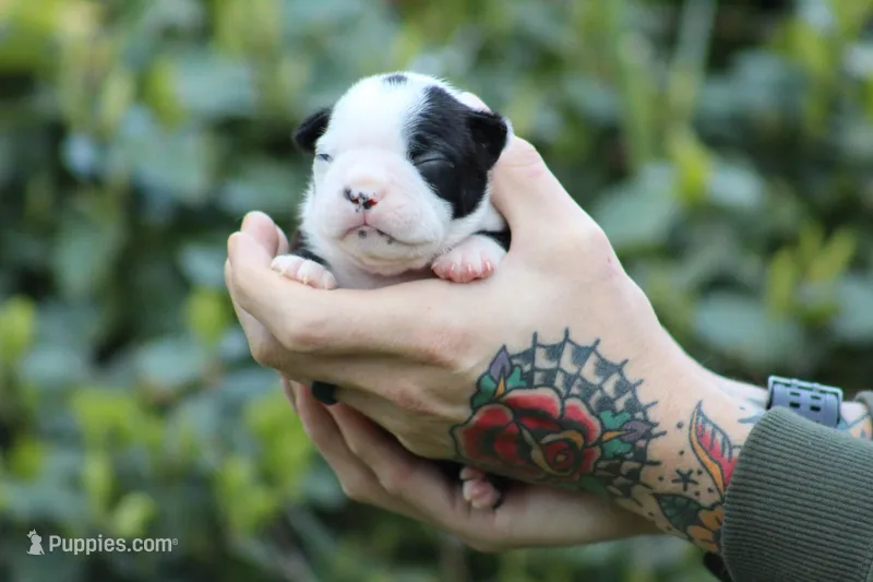 Dottie – Boston Terrier puppy for sale in Puyallup, WA