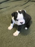 Dottie, a female Boston Terrier for sale in Puyallup, WA – Photo 4 of 7