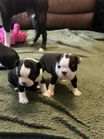 Dottie, a female Boston Terrier for sale in Puyallup, WA – Photo 5 of 7