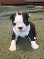 Dottie, a female Boston Terrier for sale in Puyallup, WA – Photo 3 of 7