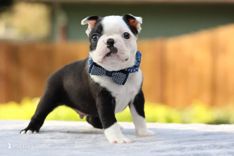 Bear – Boston Terrier puppy for sale in Puyallup, WA