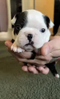 Bear, a male Boston Terrier for sale in Puyallup, WA – Photo 3 of 4