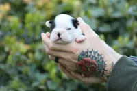 Bear, a male Boston Terrier for sale in Puyallup, WA – Photo 2 of 4