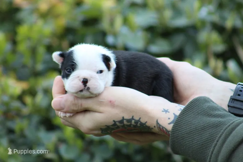 Bear – Boston Terrier puppy for sale in Puyallup, WA