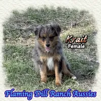 Krait, a female Toy Australian Shepherd for sale in Forestburg, TX – 3 of 5